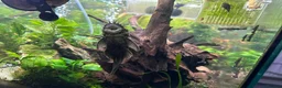 Plecos fish for sale: Breeding pair bristlenose plecos - Advert 3