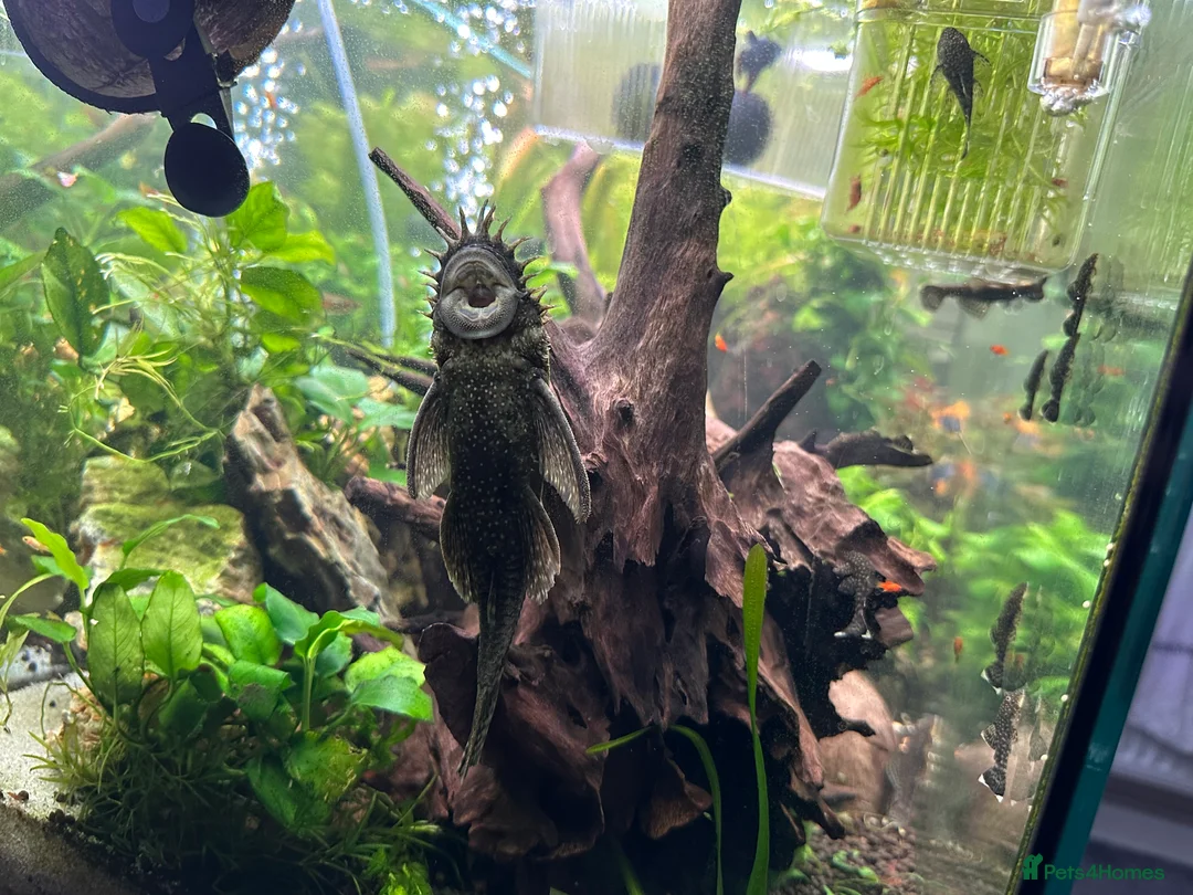 Plecos fish for sale: Breeding pair bristlenose plecos - Advert 3