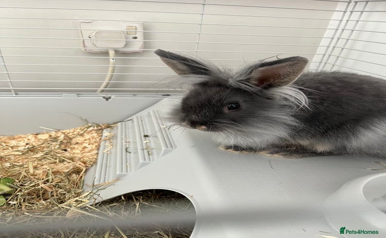 Lionhead rabbits - Advert 1
