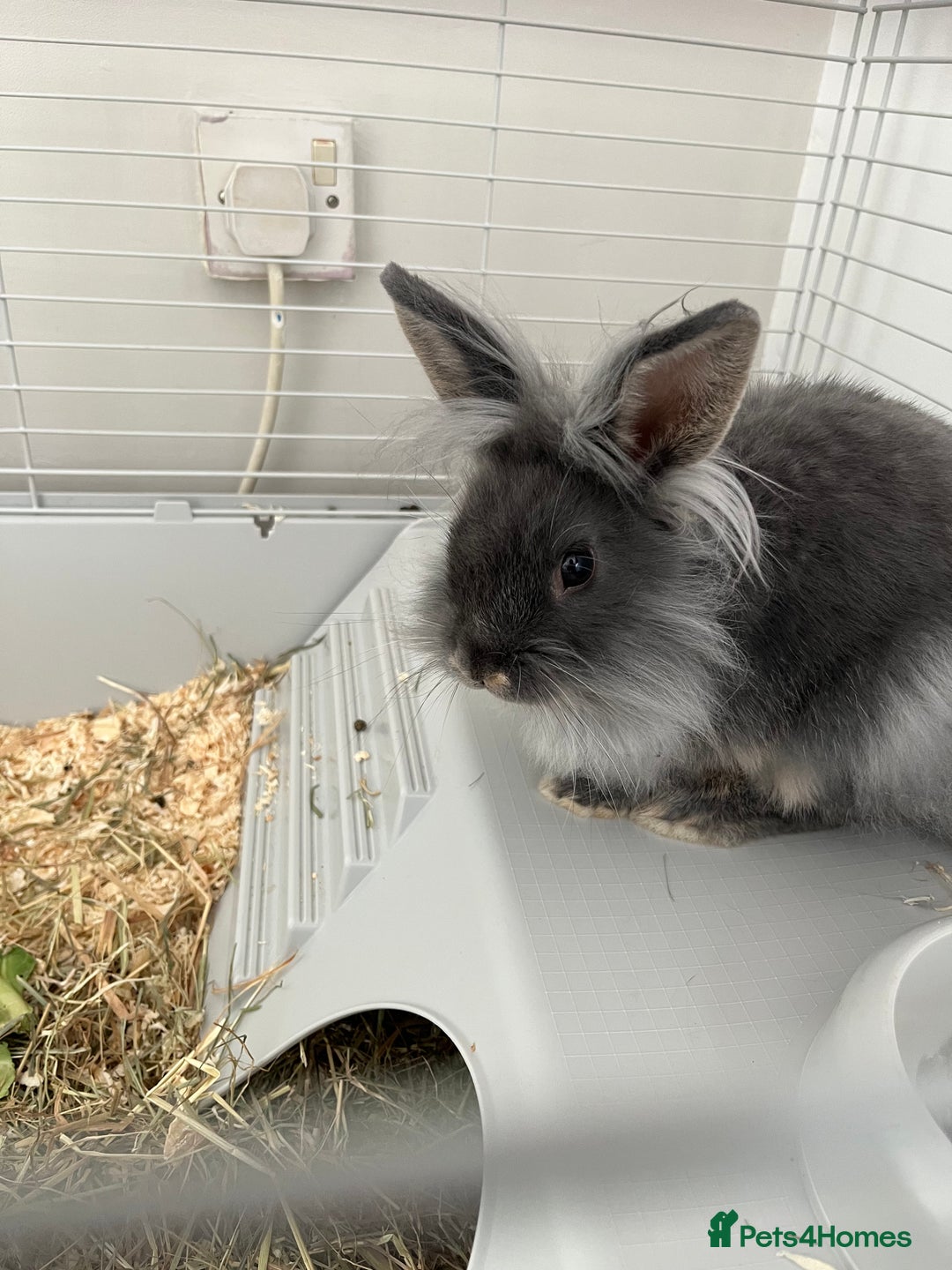 Lionhead rabbits for sale: Male 14 week rabbit - Image 1