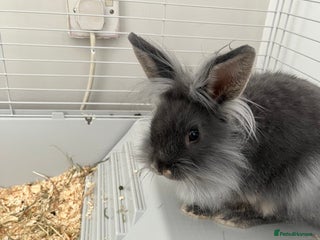 Lionhead rabbits - Advert 25