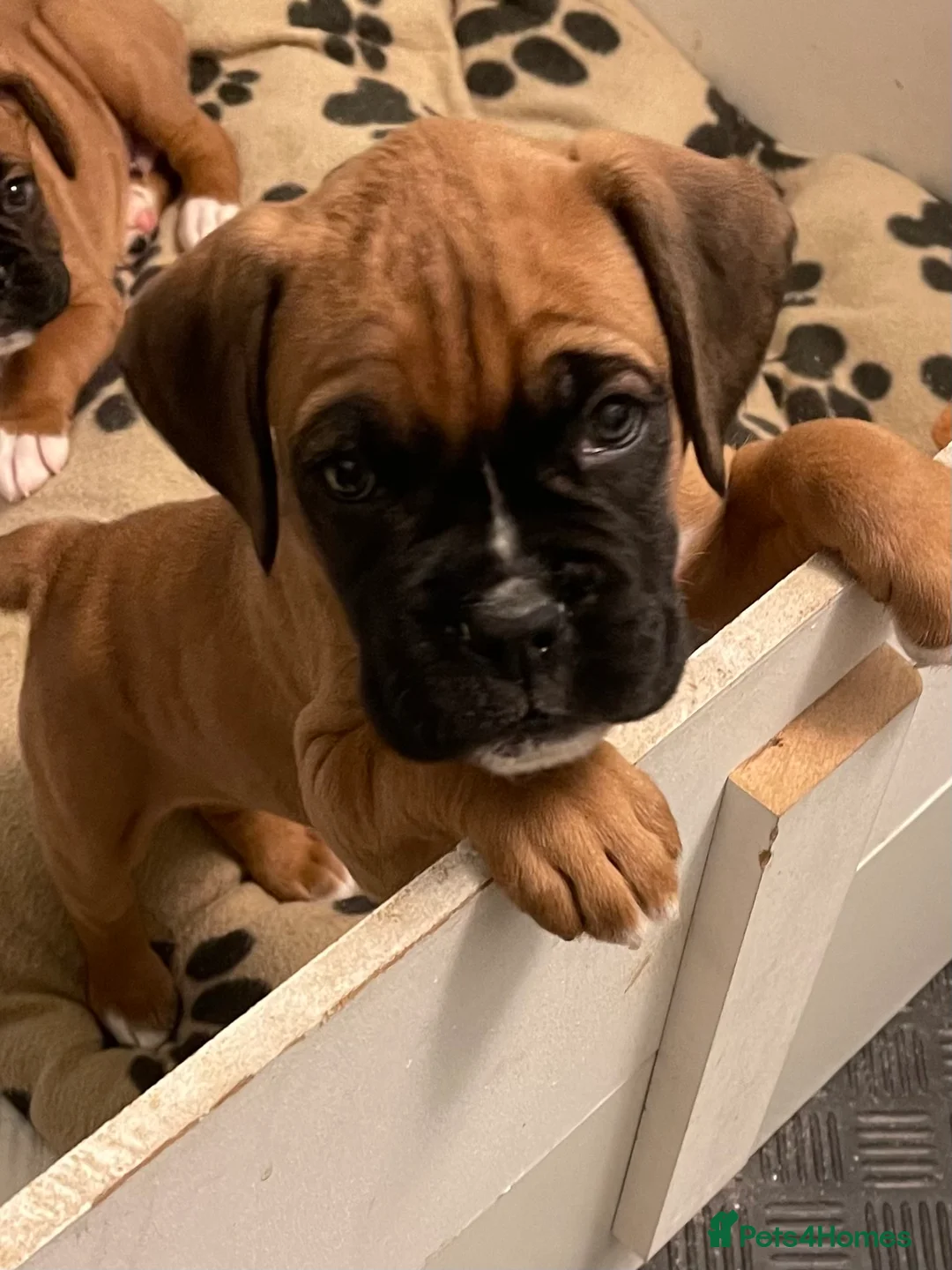Boxer dogs for sale:  Stunning KC reg bobtailed boxers *1 girl left* - Advert 11