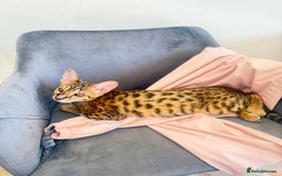 Savannah cats for sale: F3 Savannah Female Kitten Tica Reg - Image 4