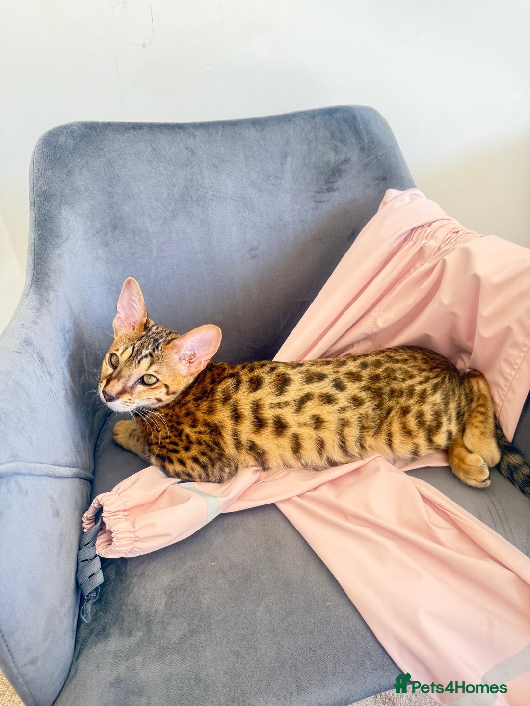 Savannah cats for sale: F3 Savannah Female Kitten Tica Reg - Image 4