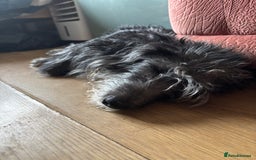 Mixed Breed dogs for sale: Jackapoo x cockapoo puppies - Image 14