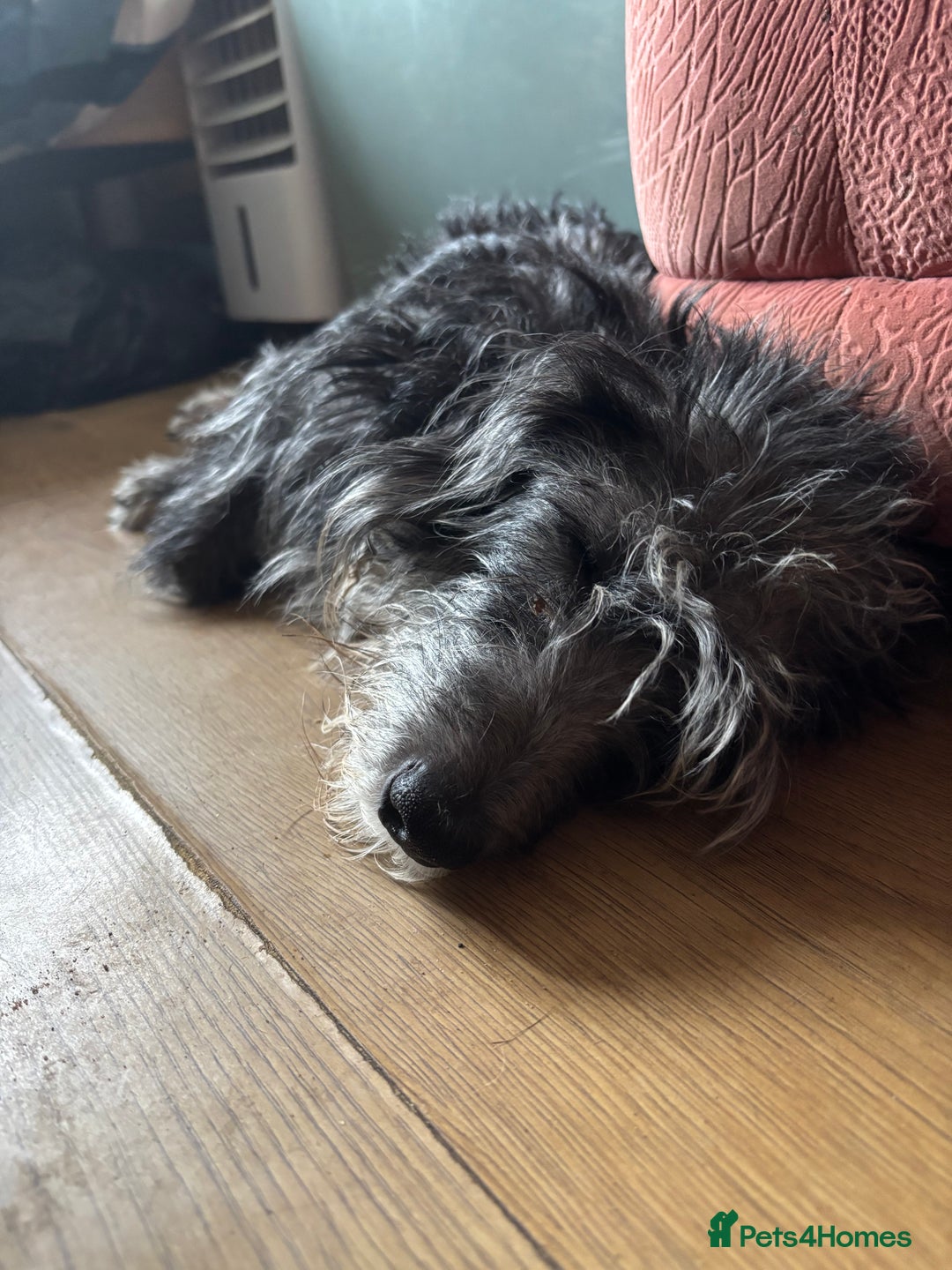 Mixed Breed dogs for sale: Jackapoo x cockapoo puppies - Image 14