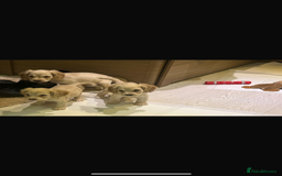 Cocker Spaniel dogs for sale: Beautiful cocker spaniels ❤️❤️ - Image 2