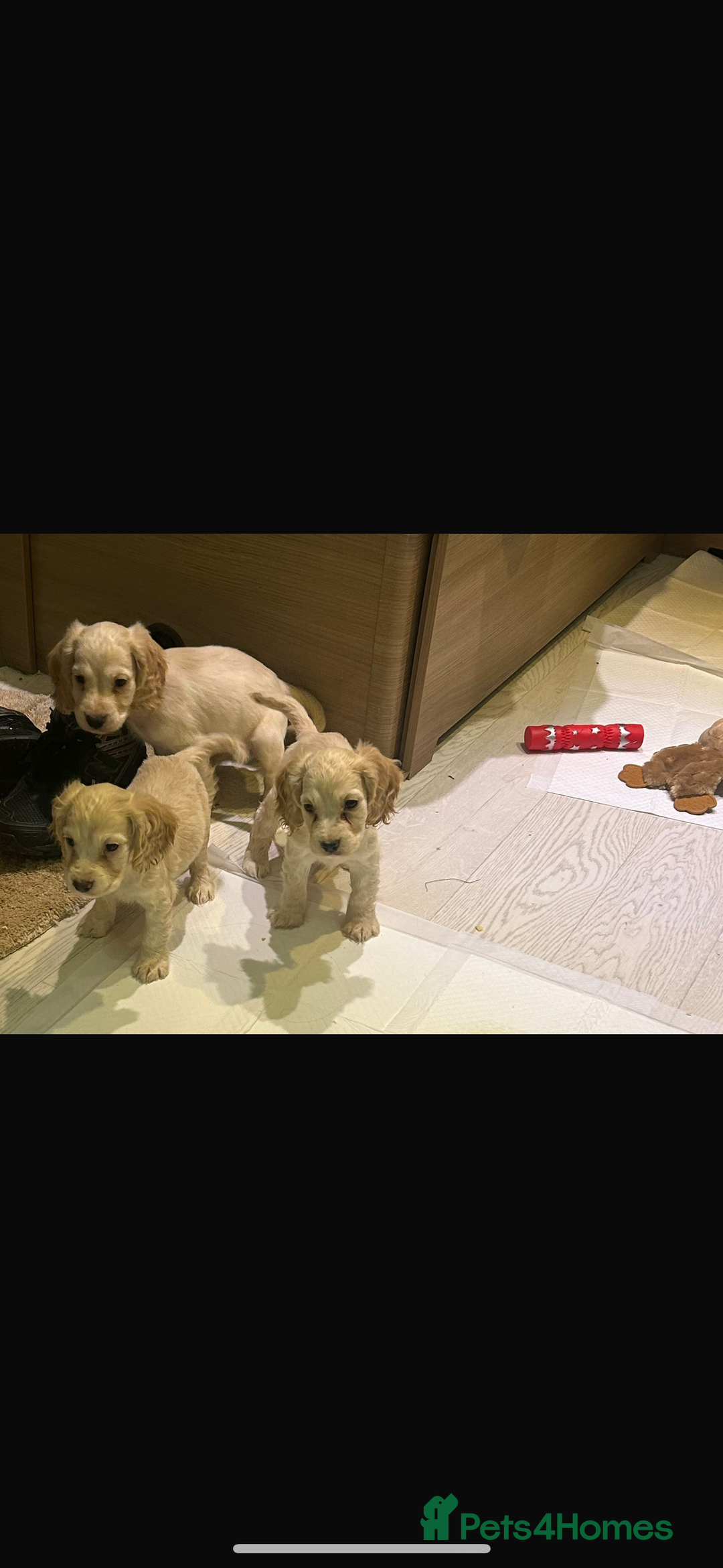 Cocker Spaniel dogs for sale: Beautiful cocker spaniels ❤️❤️ - Image 2