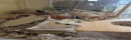 Gerbil rodents for sale: 4 month old boy - Advert 3