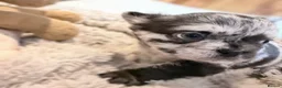 French Bulldog dogs for sale: LAST GIRL Fluffy Merle Frenchie - Advert 13