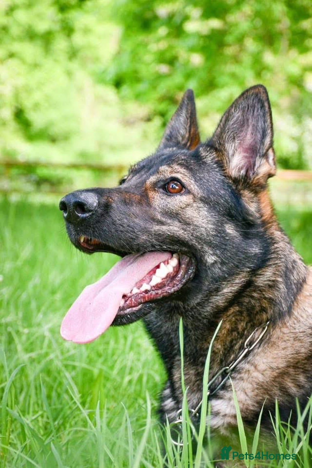 German Shepherd dogs for sale: Stunning German Shepard Litter On Their Way - Image 3