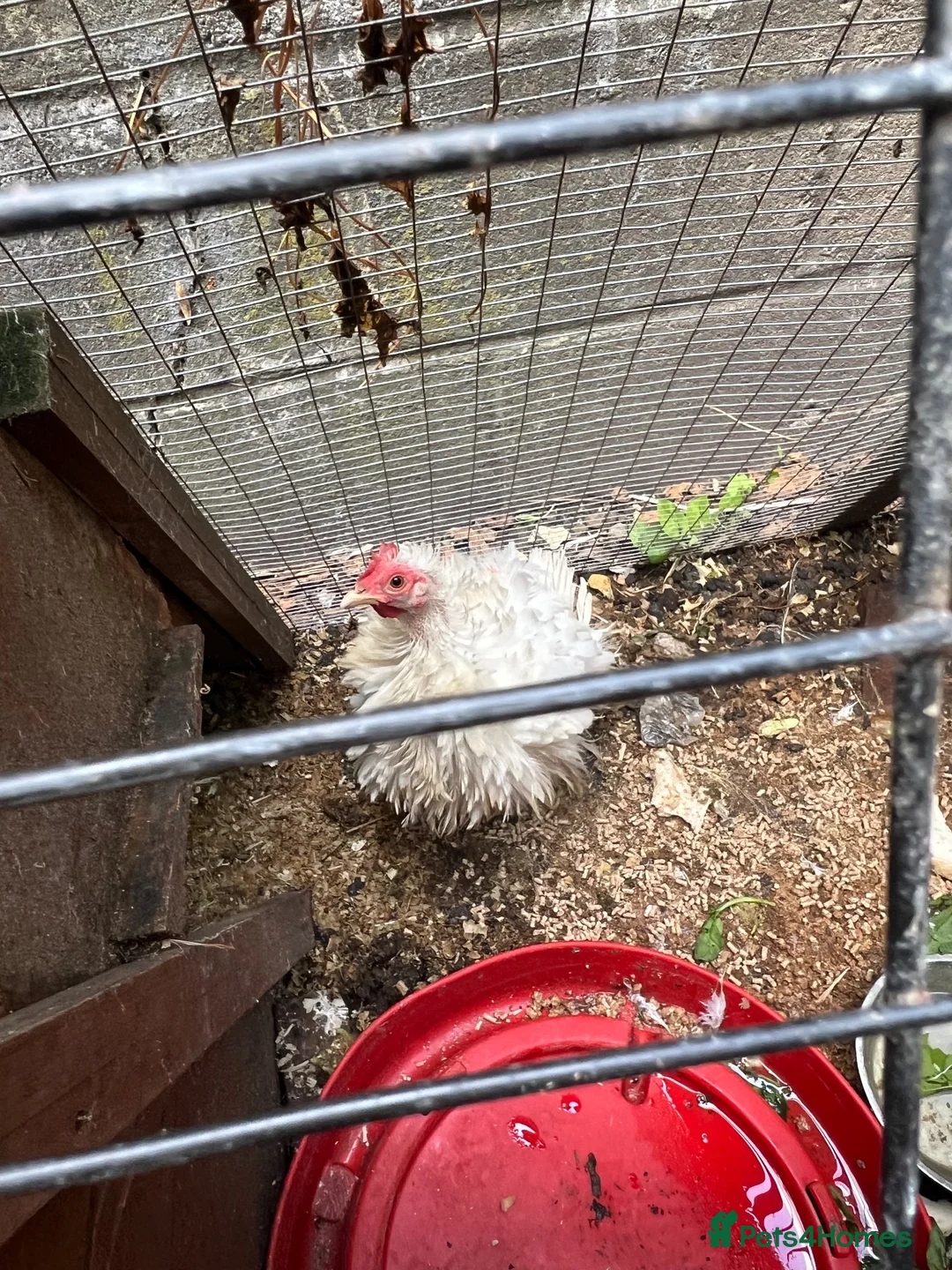 Chickens poultry for sale: Lovely bantum chickens  in Canterbury - Advert 5