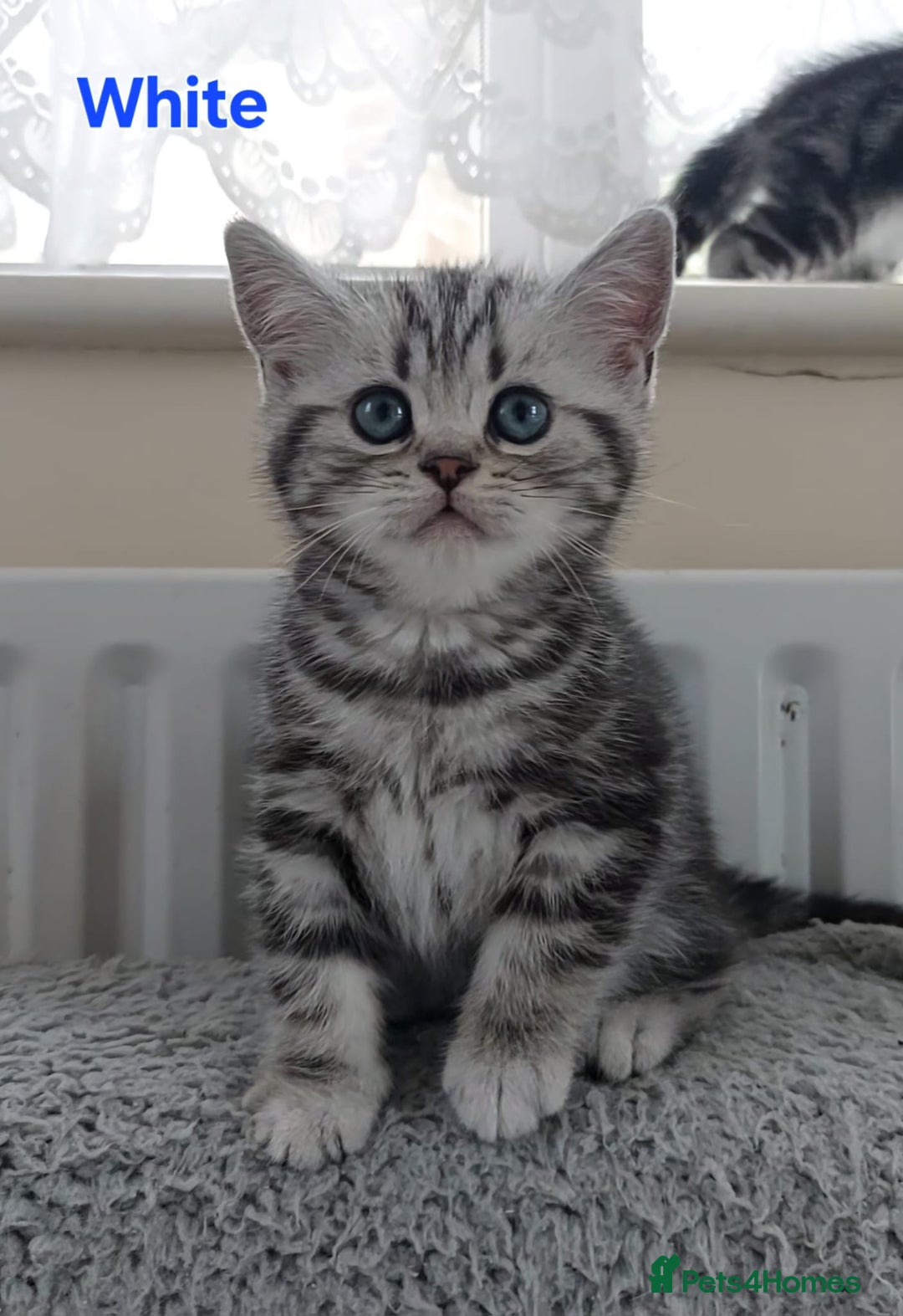 British Shorthair cats for sale: Silver Tabby kittens  in Rochester - Image 6