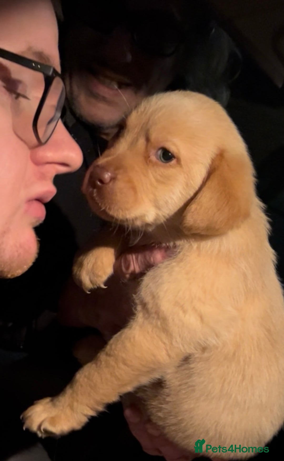 Labrador Retriever dogs for sale: Labrador Puppies - Advert 39