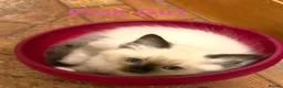 Ragdoll cats for sale: Beautiful Ragdolls-Vaccinated-2 boys-3 girls.  - Advert 12