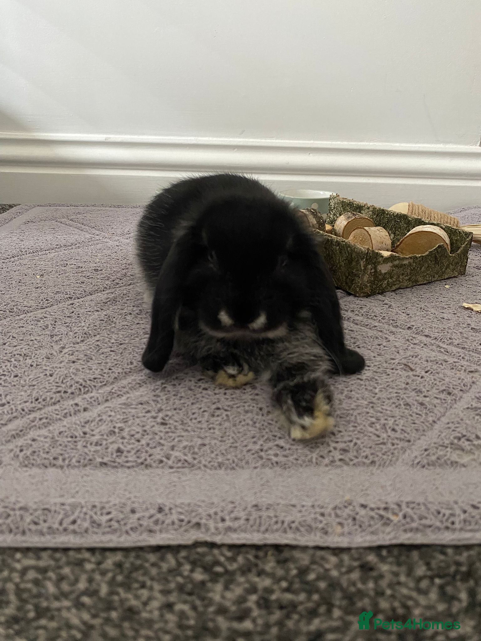 Mini Lop rabbits Mini Lop black otter indoor bunny  - Advert 2