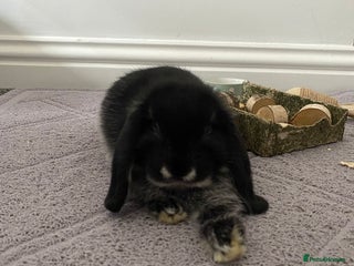 Mini Lop rabbits Mini Lop black otter indoor bunny - Advert 2
