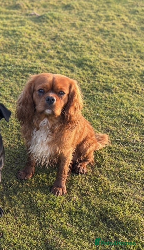 Cavalier King Charles Spaniel dogs Cavalier stud  - Advert 1
