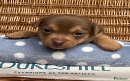 Jack Russell dogs for sale: Rare coloured mini Jack Russells - Image 3