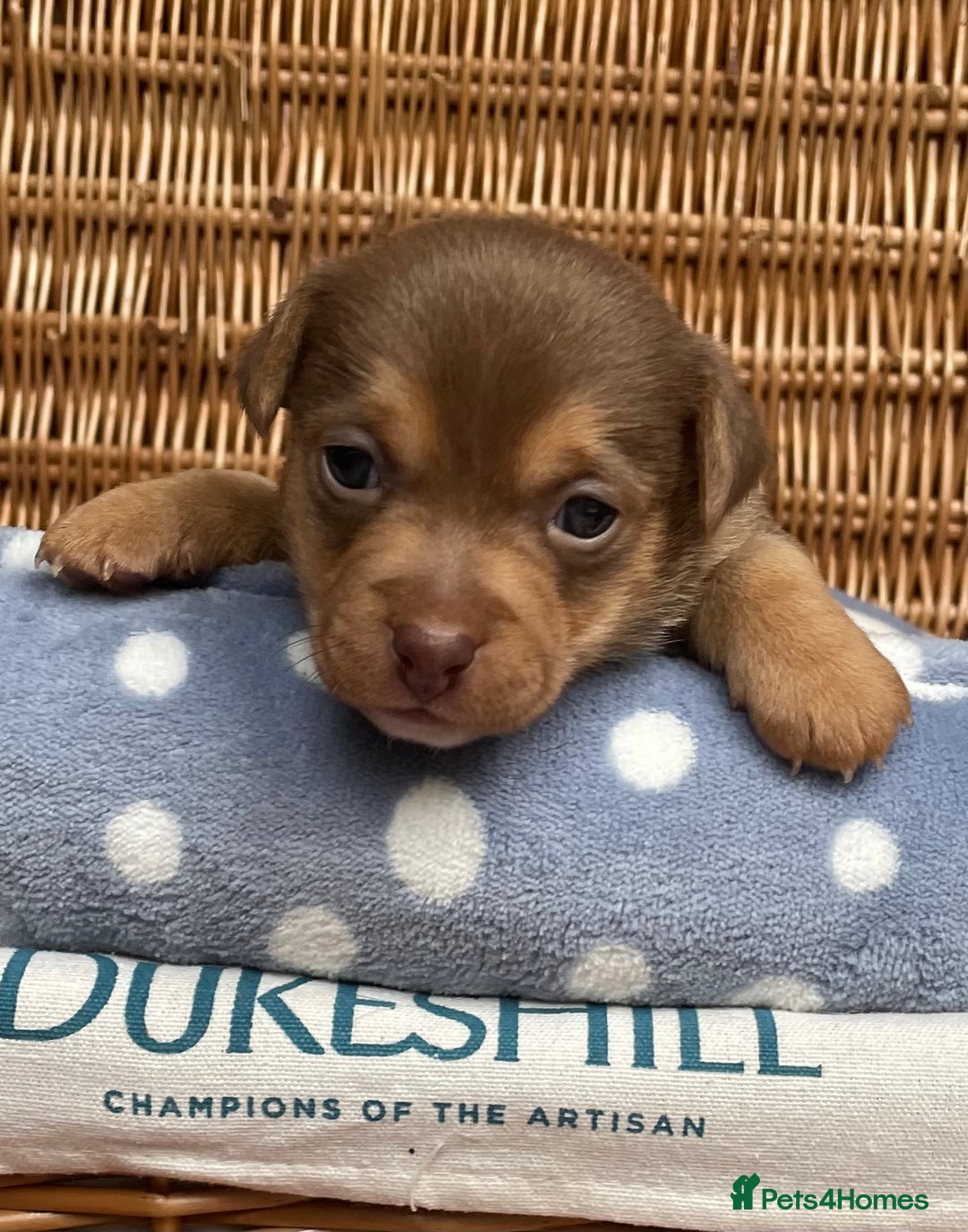 Jack Russell dogs for sale: Rare coloured mini Jack Russells - Image 3
