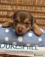 Jack Russell dogs - Advert 8