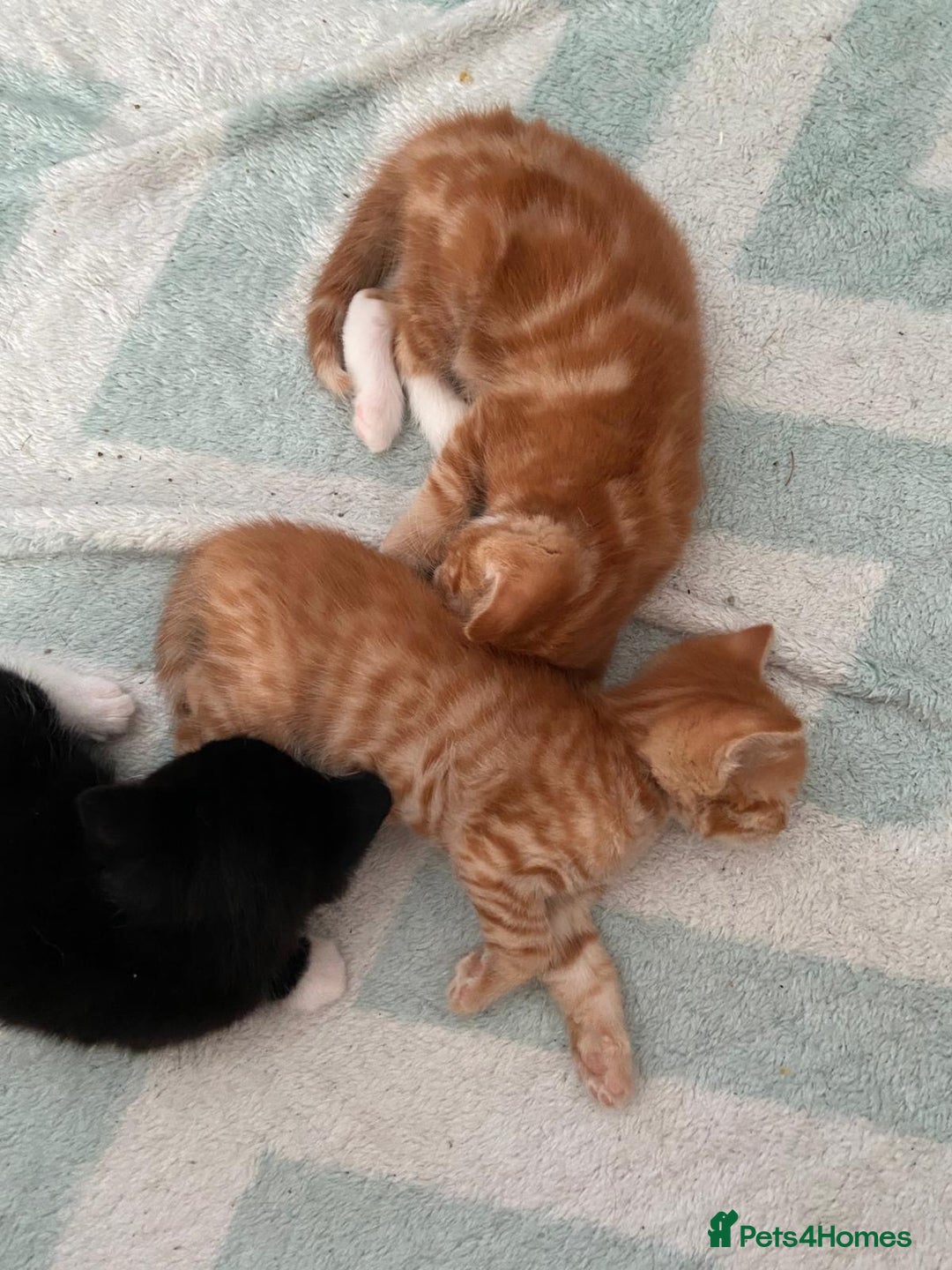 Mixed Breed cats for sale: 5 Beautiful Half-Ragdoll kittens ❤️ - Advert 19