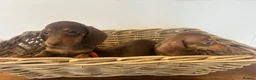 Miniature Dachshund dogs for sale: Beautiful Chocolate & Tan Dachshund Pups Ready Now - Advert 6