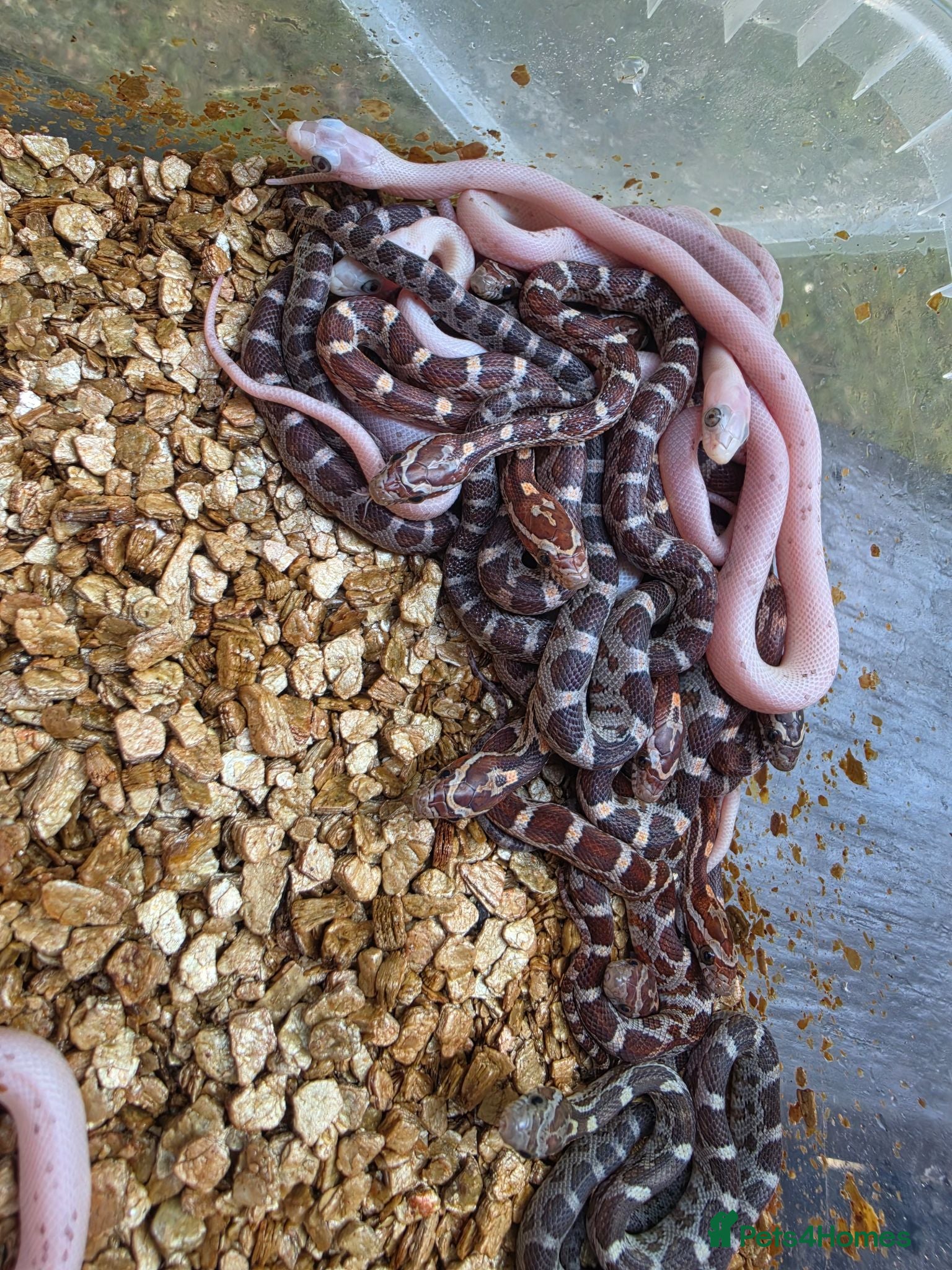 Corn Snake reptiles Baby corn snakes palmetto bloodred piedside  - Advert 1