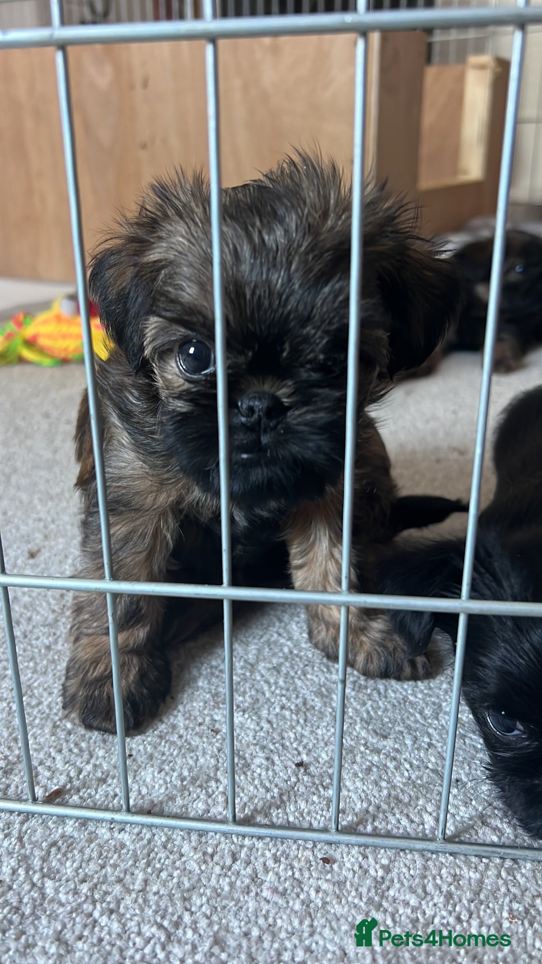 Griffon Bruxellois dogs for sale: Griffon Bruxellois Puppies - Image 5