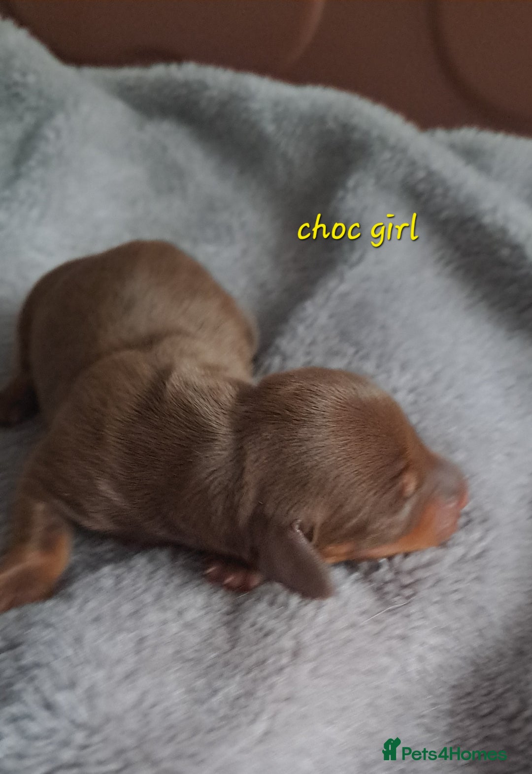 Dachshund dogs for sale: Miniature dachshund puppies  - Advert 7