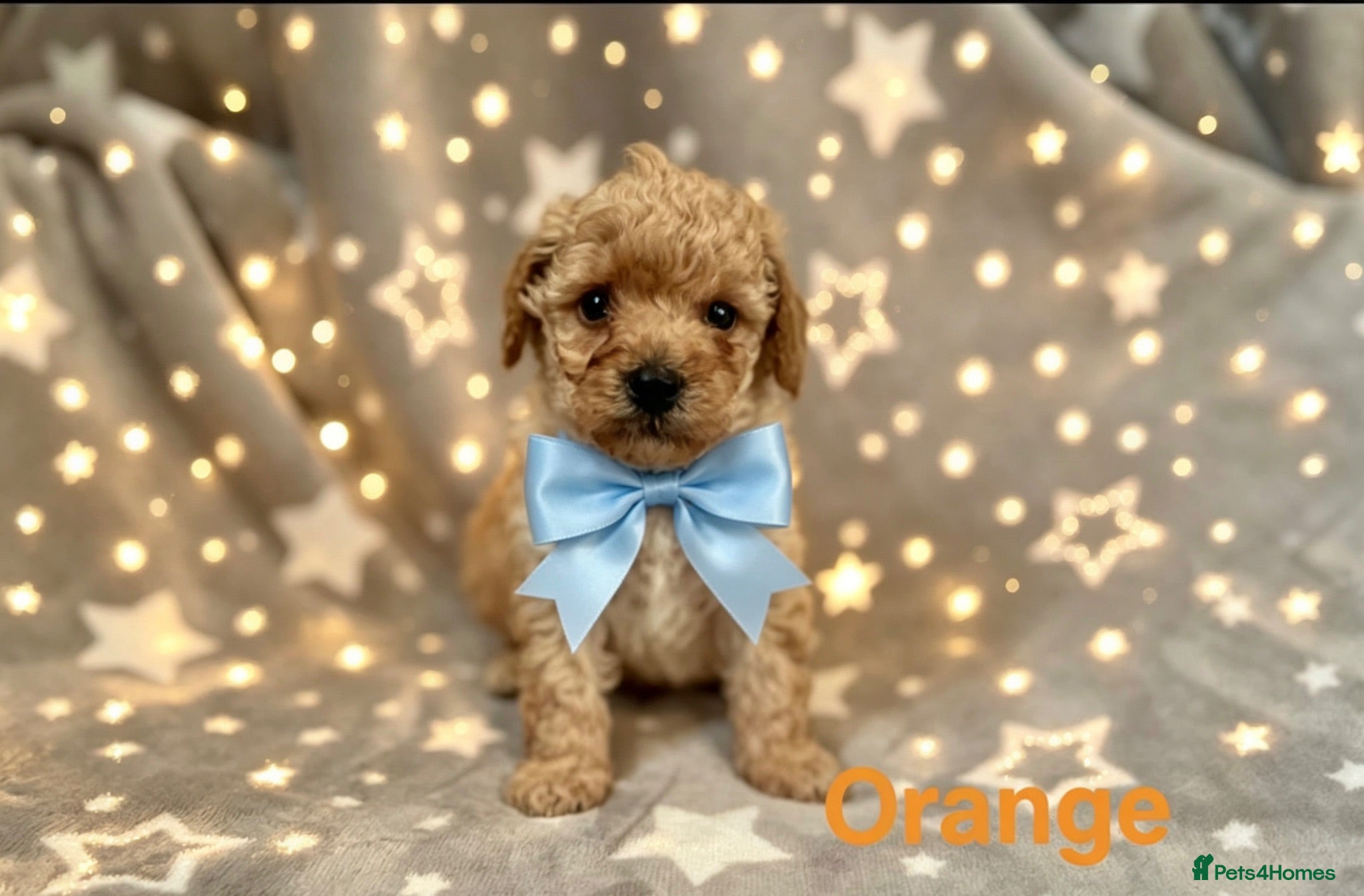 Schnoodle dogs Beautiful Schnoodle Pups - Advert 1