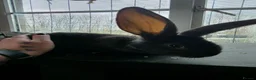 Continental Giant rabbits for sale: Black Continental Giant rabbits  - Advert 3