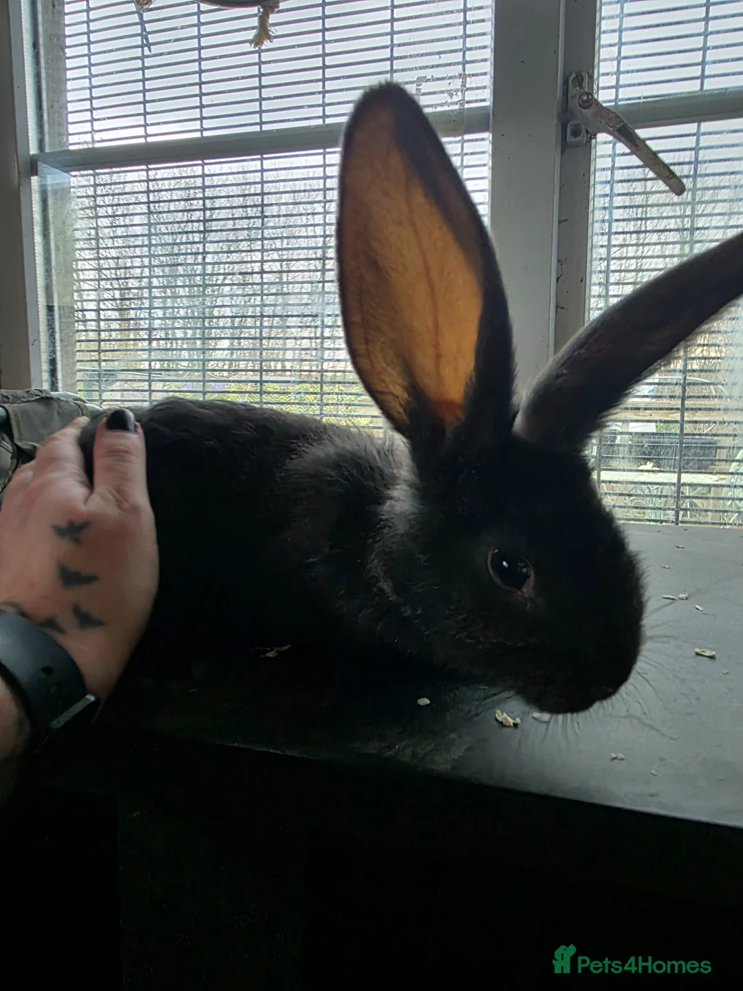 Continental Giant rabbits for sale: Black Continental Giant rabbits  - Advert 3