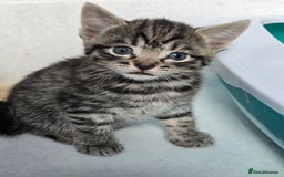 Mixed Breed cats for sale: Beautiful gorgeous Tabby & Black Kitten ready soon - Image 3