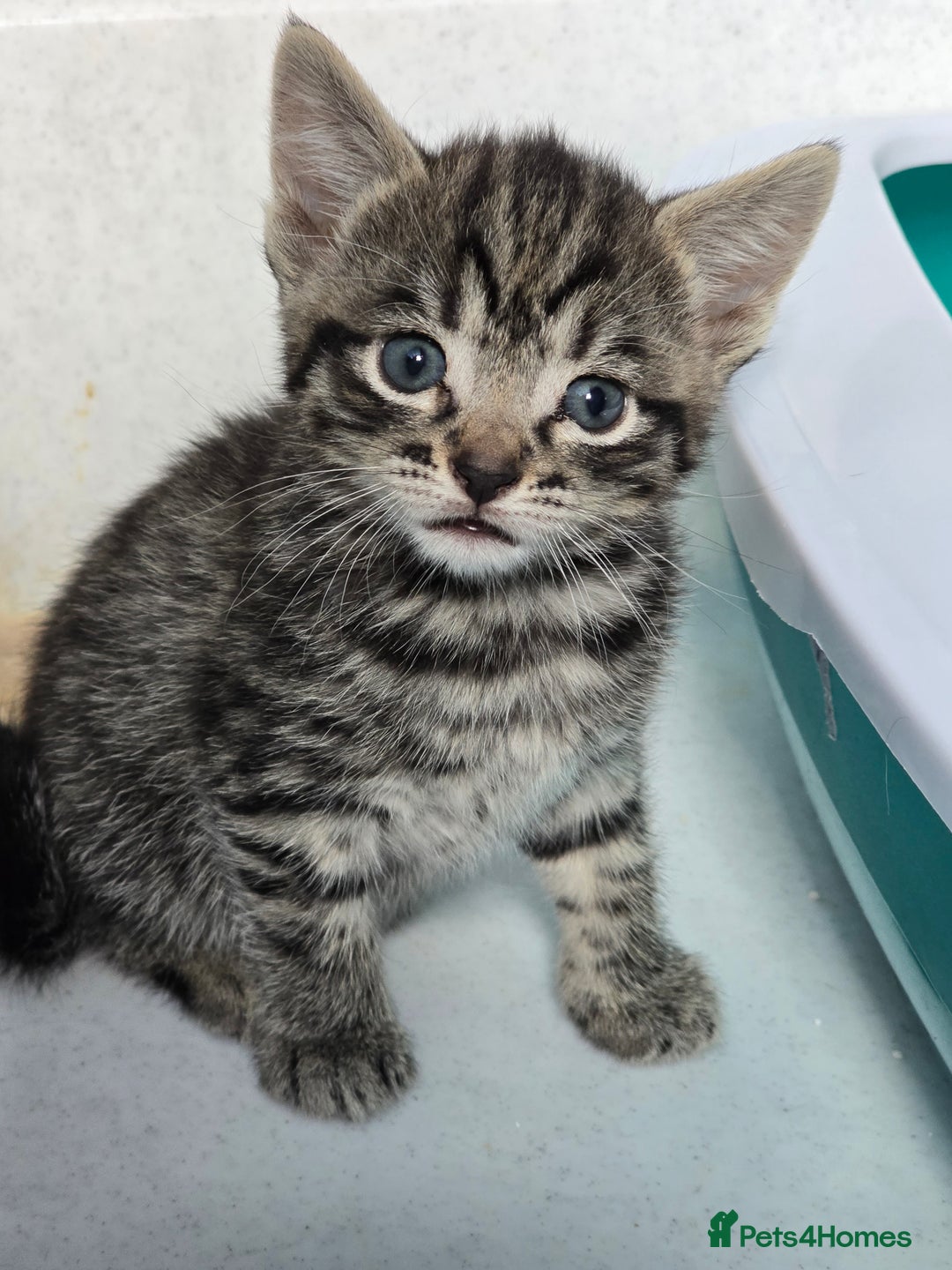 Mixed Breed cats for sale: Beautiful gorgeous Tabby & Black Kitten ready soon - Image 3