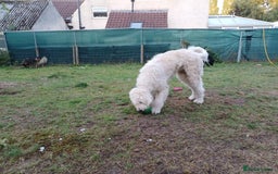 Mixed Breed dogs for adoption: Meet JOJO - a superb big girl, for a Loving Home - Image 11