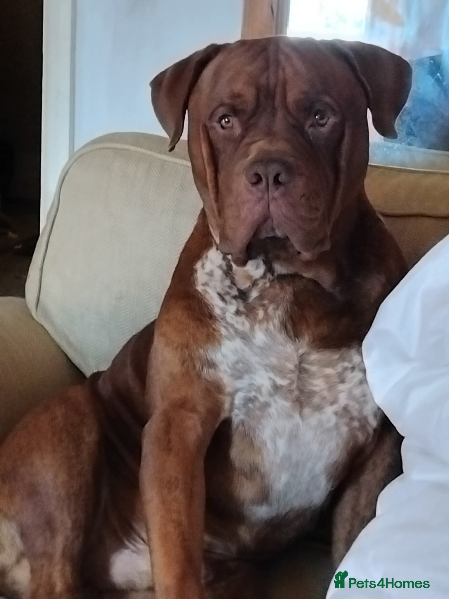 Mixed Breed dogs Rehome - Advert 2