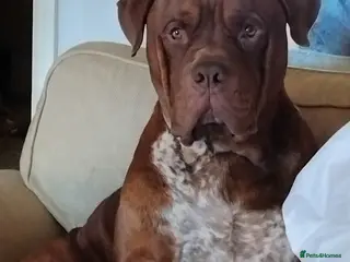 Mixed Breed dogs Rehome - Advert 2