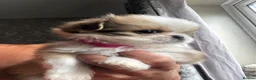 Shih Tzu dogs for sale: Beautiful  fluffy babies  in Bedford - Advert 3