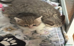 British Shorthair cats for sale: Half British shorthair for sale - Image 1
