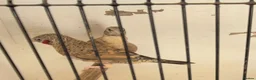 Parakeets birds for sale: Alsort cage n aviary birds  - Advert 4