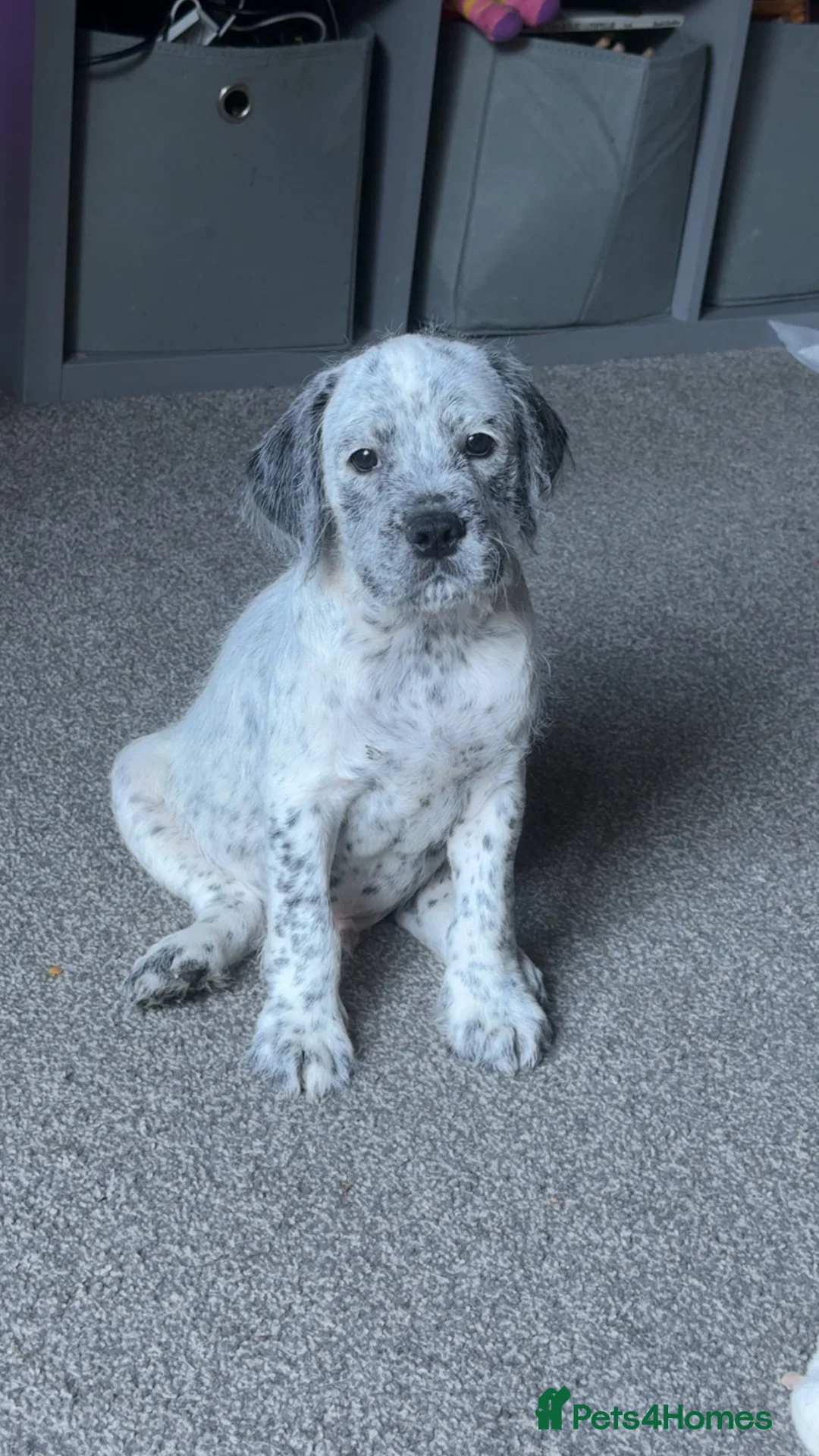 Mixed Breed dogs for sale: Beautiful grey merle cockabull male  - Advert 1