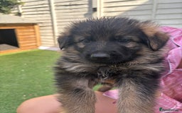 German Shepherd dogs for sale: German shepherd  - Image 23