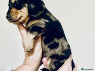 Miniature Dachshund dogs KC reg mini Longhaired Dachshunds - Advert 9