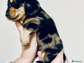 Miniature Dachshund dogs KC reg mini Longhaired Dachshunds - Advert 18