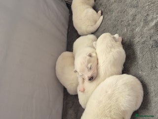 Samoyed dogs Samoyed Puppies, KC Registered & Health Screened - Advert 3