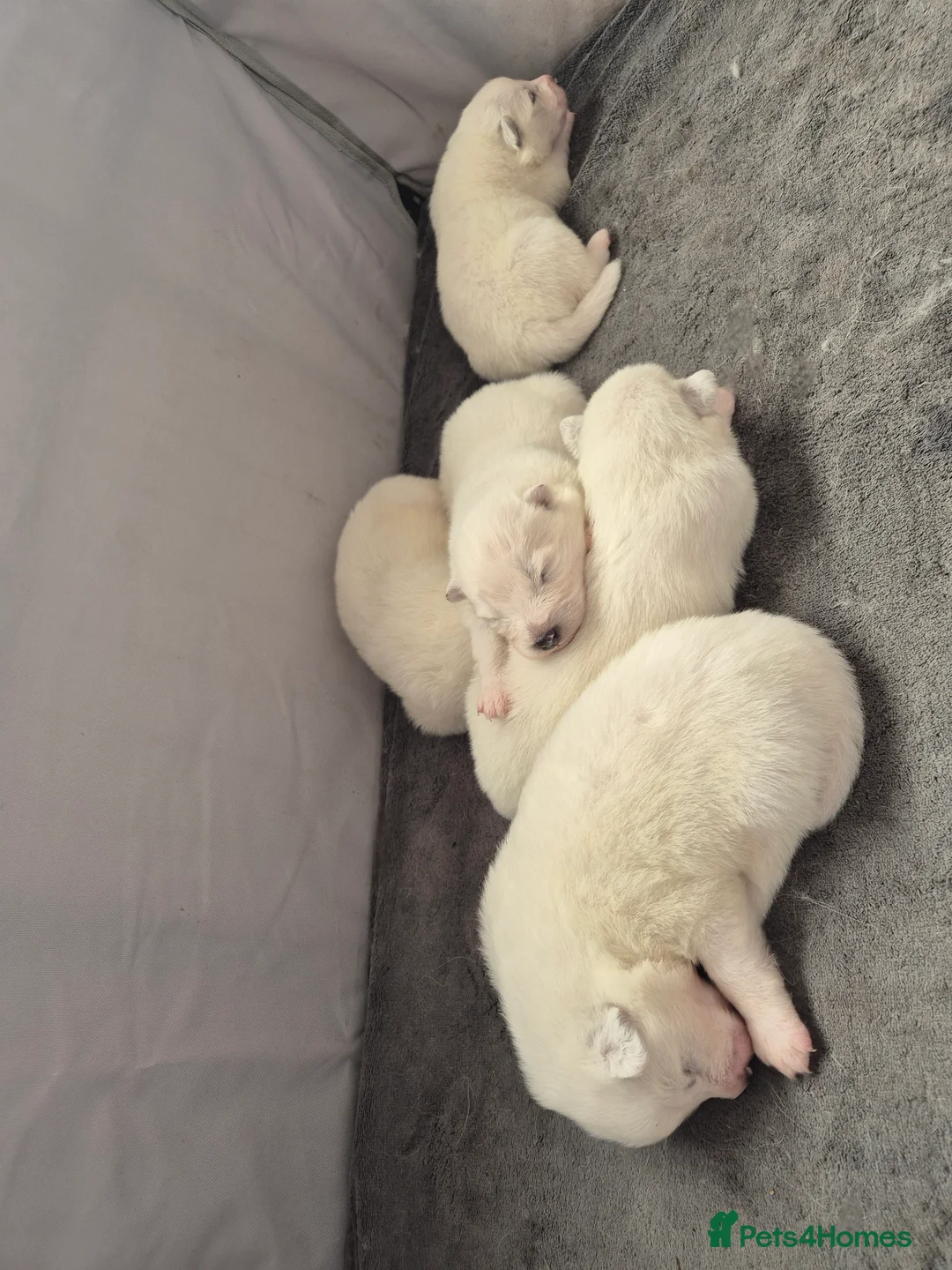 Samoyed dogs for sale: Samoyed Puppies, KC Registered & Health Screened in Barnsley - Advert 13