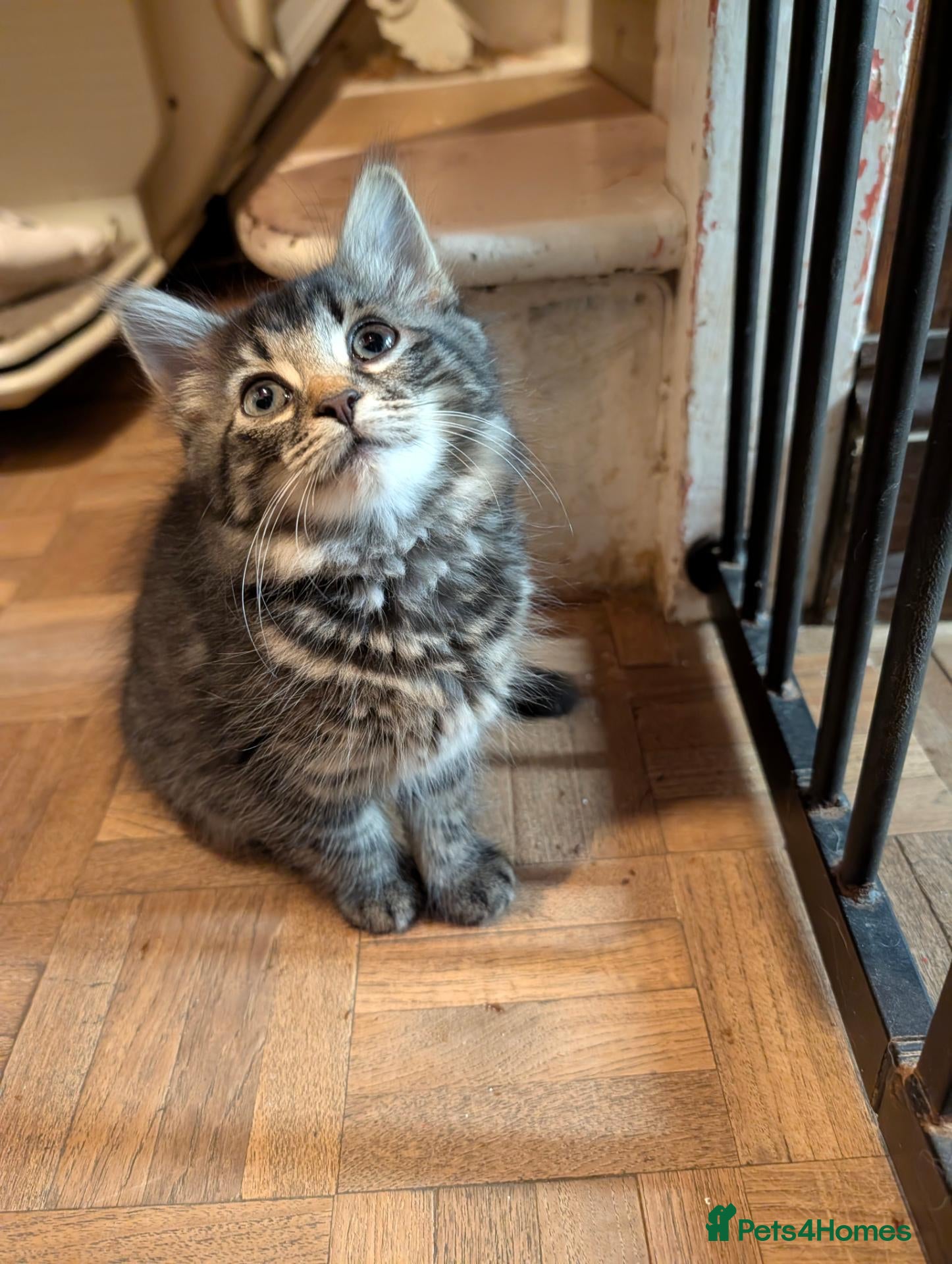 British Shorthair cats for sale: READY NOW 🩵🩷 - Advert 1
