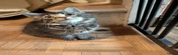 British Shorthair cats for sale: READY NOW 🩵🩷 - Advert 1