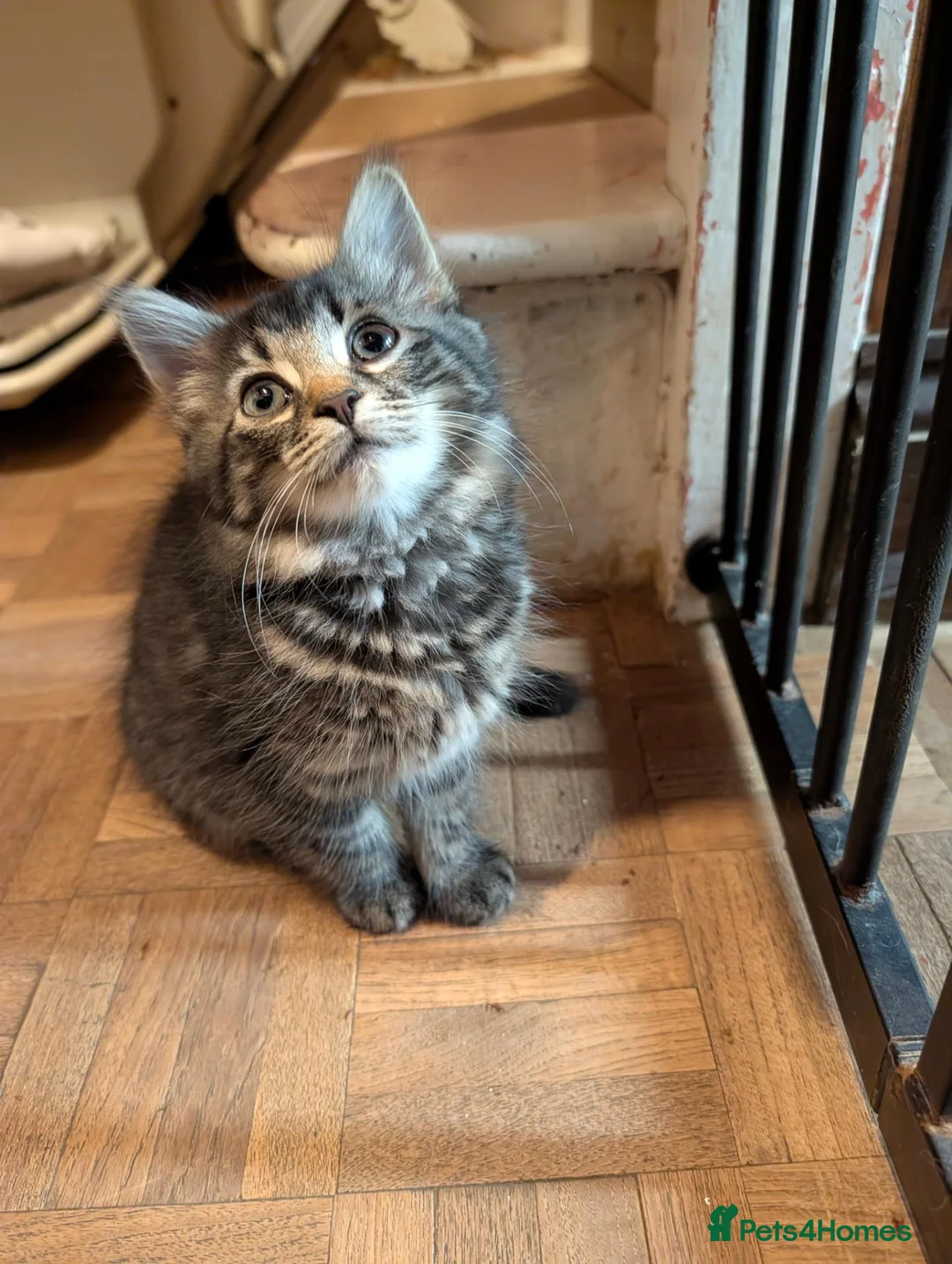 British Shorthair cats for sale: READY NOW 🩵🩷 - Advert 1